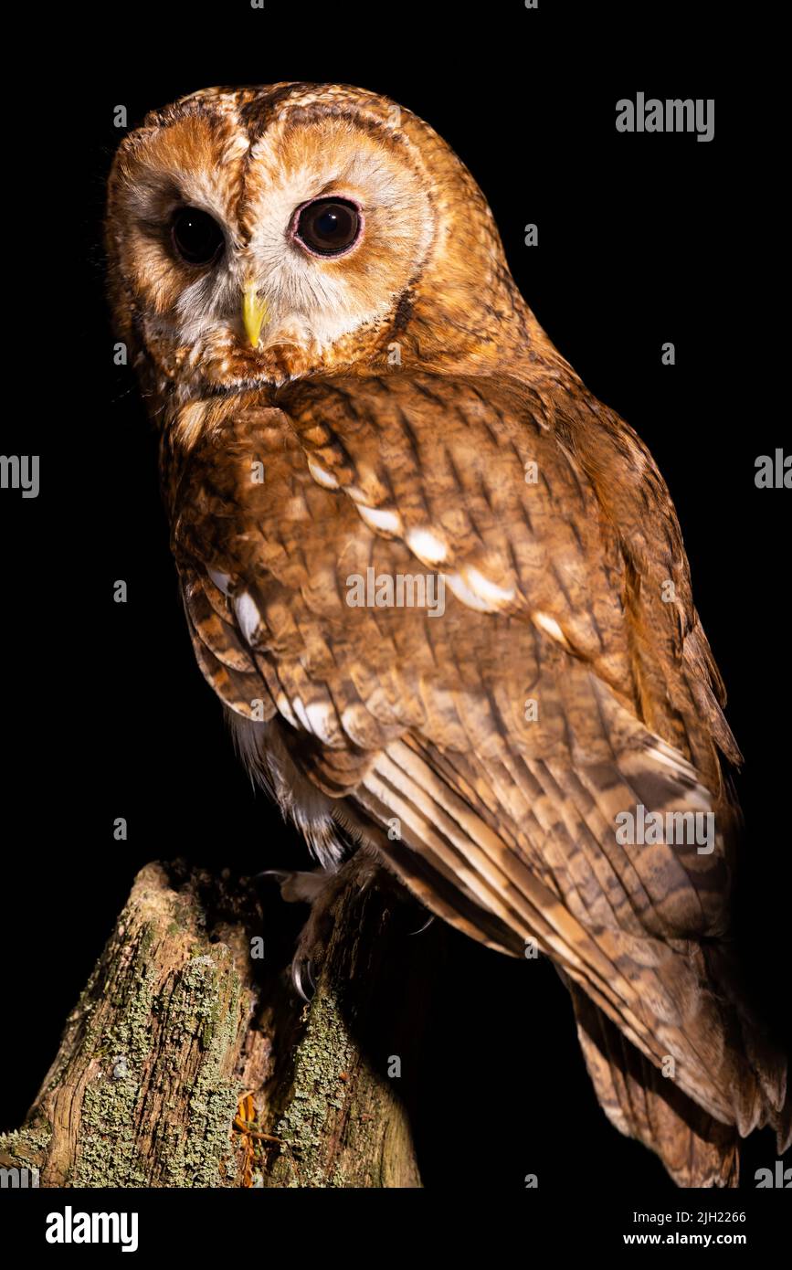 Ritratto notturno di Tawny Owl Foto Stock