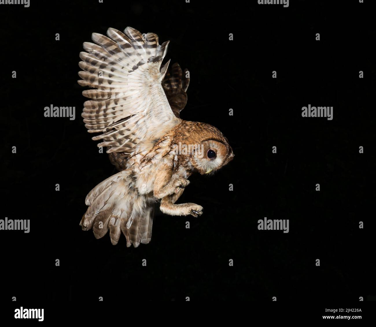 Gufo tawny in volo di notte swooping dentro per preda Foto Stock