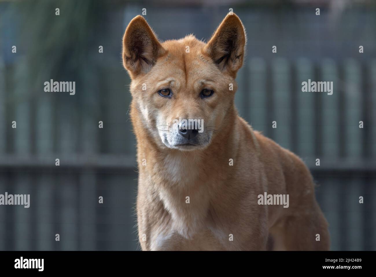 Ritratto vicino di un Dingo australiano (Canis lupus dingo), che è collegato al cane di canto della Nuova Guinea, guardando la macchina fotografica. Foto Stock