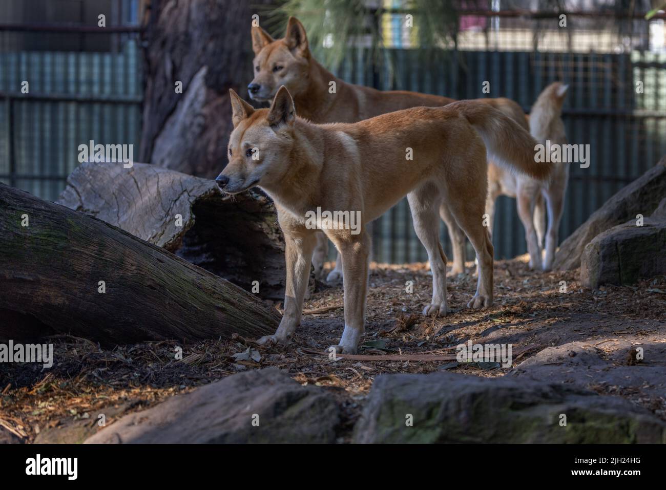 Un pacco di due dingo (Canis lupus dingo) guardando verso sinistra e un terzo animale alla schiena. Foto Stock
