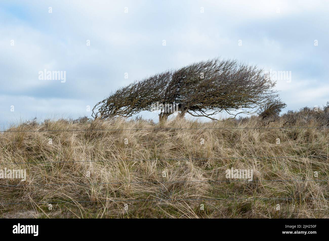 Faro di Rubjerg Knude, comune di Hjørring nella regione dello Jutland settentrionale, Danimarca Foto Stock