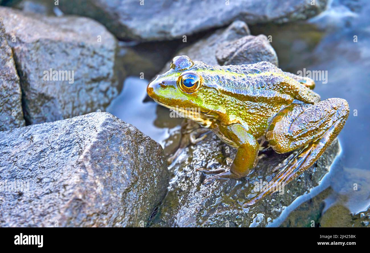 Rana verde marrone dorata seduta su pietre di granito Foto Stock