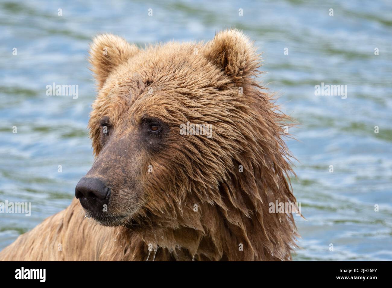 Portrat di Alaskan orso bruno pesca per il salmone in Mikfik Creek nel McNeil River state Game Sanctuary and Refuge. Foto Stock