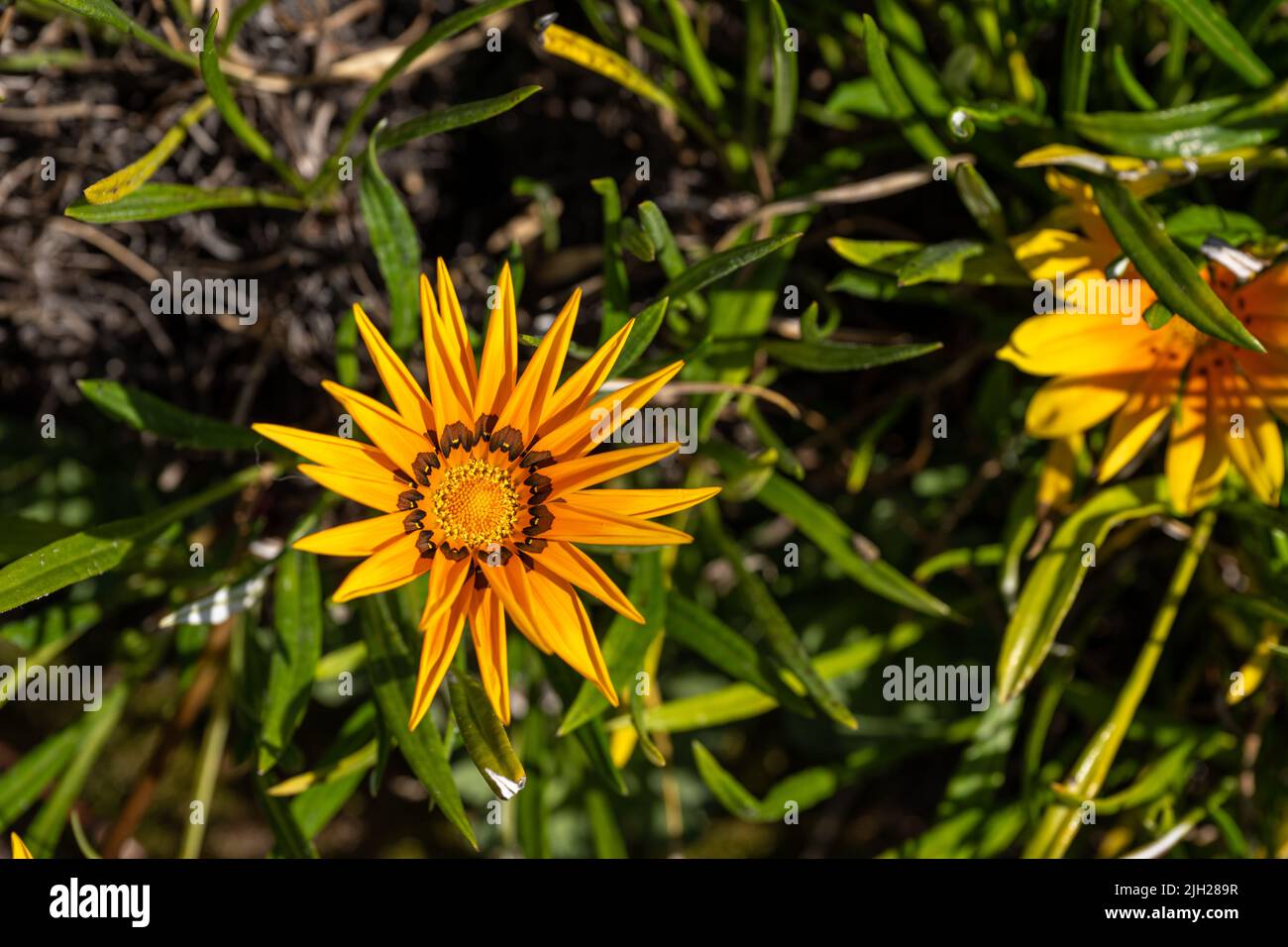 Daisy africano, o fiori del tesoro. Giallo brillante e arancio Gazania rigens pianta erbacea della famiglia Asteraceae in piena fioritura durante l'estate. Foto Stock