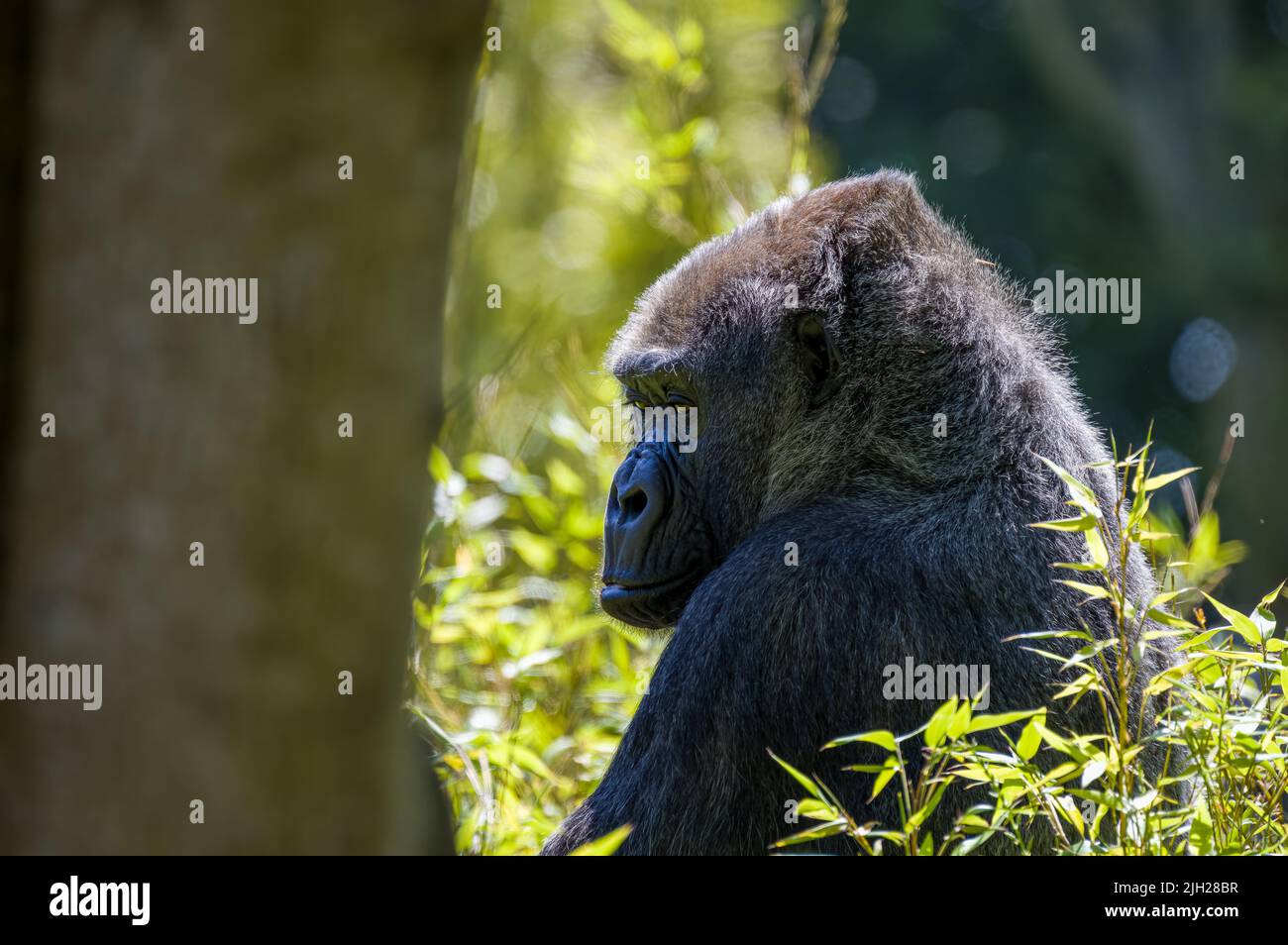 Un gorilla in pianura occidentale in cattività allo zoo di Jersey. Nativo dell'Africa centrale e occidentale. Foto Stock