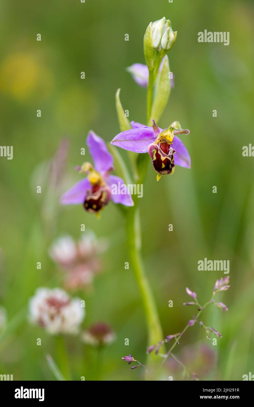 Ape orchidea alla costa di Durham Foto Stock