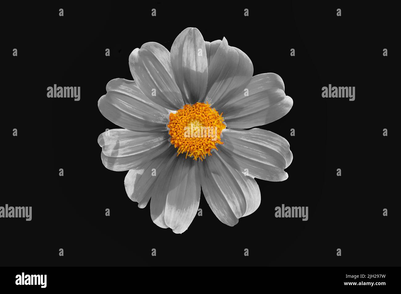 Vista di un fiore Dalia in bianco e nero con colore giallo nel mezzo Foto Stock