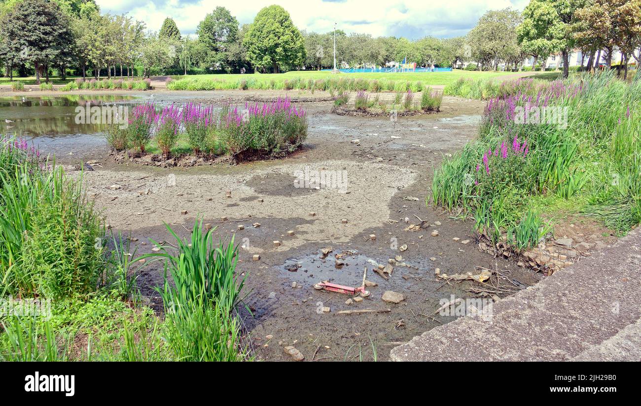 Glasgow, Scozia, Regno Unito luglio 14th 2022. Regno Unito Meteo: Siccità colpito Knightswood parco nautica stagno si asciuga in su. Metà dello stagno che ospita le piante e una colonia di cigni si è trasformata in fango asciutto. L'area è stata piantata con piante acquatiche e un'isola su cui si coltivano uccelli, che ora è diventata una collina sulla pianura del fango. Il NO di cigni è diminuito da oltre cinquanta a due coppie come il resto si sono mossi, ci sono poche anatre. I gabbiani sono rimasti, ma diventano più aggressivi poiché le persone non hanno più il numero di cigni e anatre da nutrire. Il locale club barca non può usarlo e solo appendere intorno al loro locale club h Foto Stock