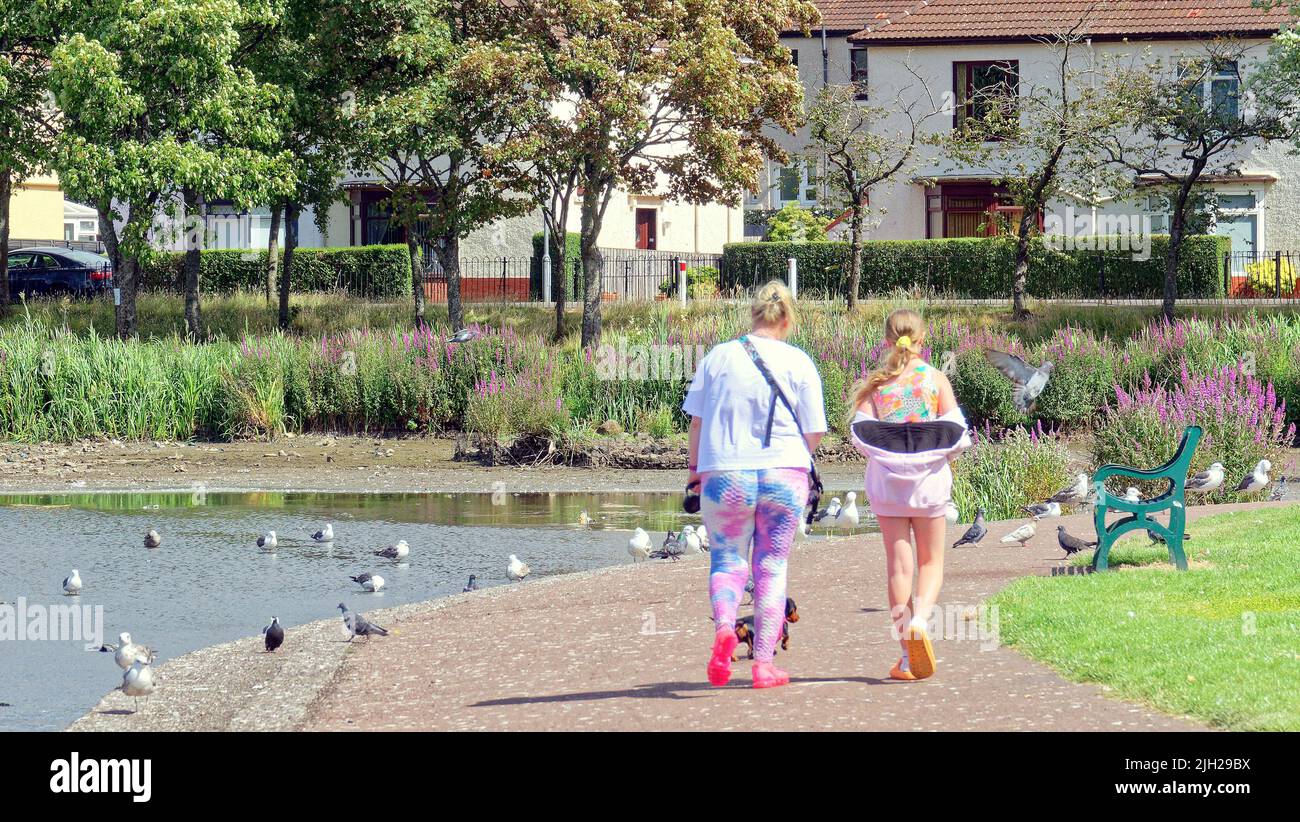 Glasgow, Scozia, Regno Unito luglio 14th 2022. Regno Unito Meteo: Siccità colpito Knightswood parco nautica stagno si asciuga in su. Metà dello stagno che ospita le piante e una colonia di cigni si è trasformata in fango asciutto. L'area è stata piantata con piante acquatiche e un'isola su cui si coltivano uccelli, che ora è diventata una collina sulla pianura del fango. Il NO di cigni è diminuito da oltre cinquanta a due coppie come il resto si sono mossi, ci sono poche anatre. I gabbiani sono rimasti, ma diventano più aggressivi poiché le persone non hanno più il numero di cigni e anatre da nutrire. Il locale club barca non può usarlo e solo appendere intorno al loro locale club h Foto Stock