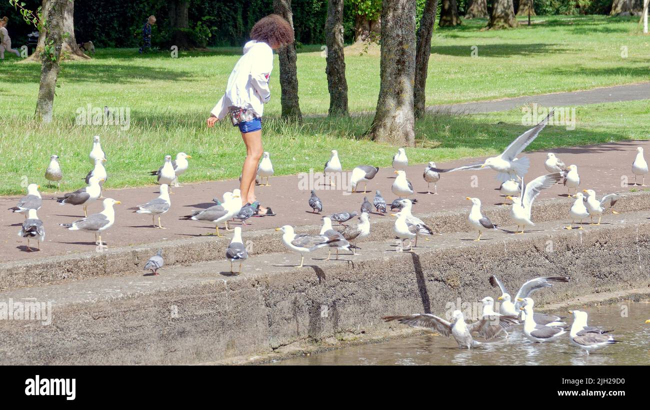 Glasgow, Scozia, Regno Unito luglio 14th 2022. Regno Unito Meteo: Siccità colpito Knightswood parco nautica stagno si asciuga in su. Metà dello stagno che ospita le piante e una colonia di cigni si è trasformata in fango asciutto. L'area è stata piantata con piante acquatiche e un'isola su cui si coltivano uccelli, che ora è diventata una collina sulla pianura del fango. Il NO di cigni è diminuito da oltre cinquanta a due coppie come il resto si sono mossi, ci sono poche anatre. I gabbiani sono rimasti, ma diventano più aggressivi poiché le persone non hanno più il numero di cigni e anatre da nutrire. Il locale club barca non può usarlo e solo appendere intorno al loro locale club h Foto Stock