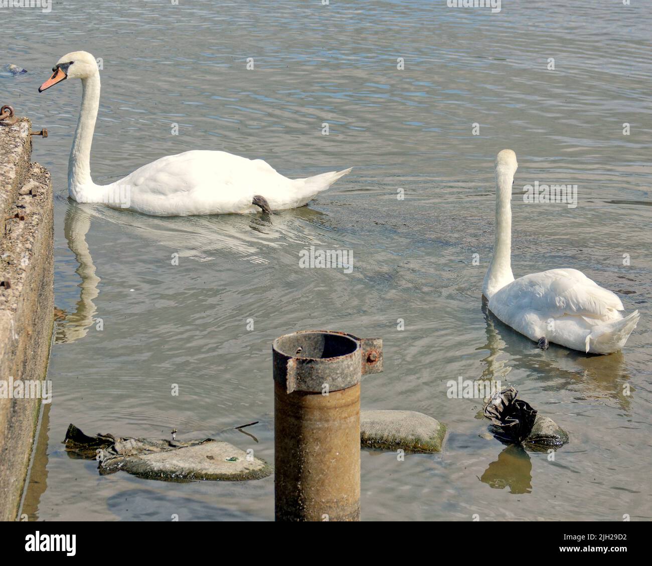 Glasgow, Scozia, Regno Unito luglio 14th 2022. Regno Unito Meteo: Siccità colpito Knightswood parco nautica stagno si asciuga in su. Metà dello stagno che ospita le piante e una colonia di cigni si è trasformata in fango asciutto. L'area è stata piantata con piante acquatiche e un'isola su cui si coltivano uccelli, che ora è diventata una collina sulla pianura del fango. Il NO di cigni è diminuito da oltre cinquanta a due coppie come il resto si sono mossi, ci sono poche anatre. I gabbiani sono rimasti, ma diventano più aggressivi poiché le persone non hanno più il numero di cigni e anatre da nutrire. L'ultima coppia di cigni ben al di sotto del livello del tubo di troppo pieno. Foto Stock