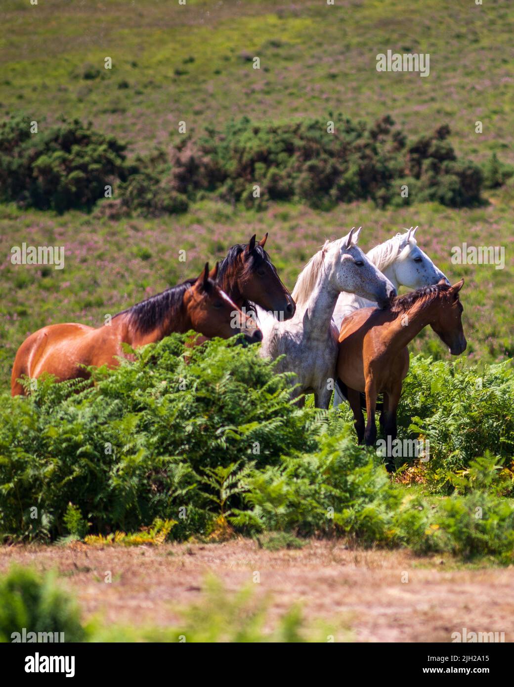 Guarda a sinistra, New Forest ponies on alert, Hampshire, Regno Unito, luglio. Foto Stock