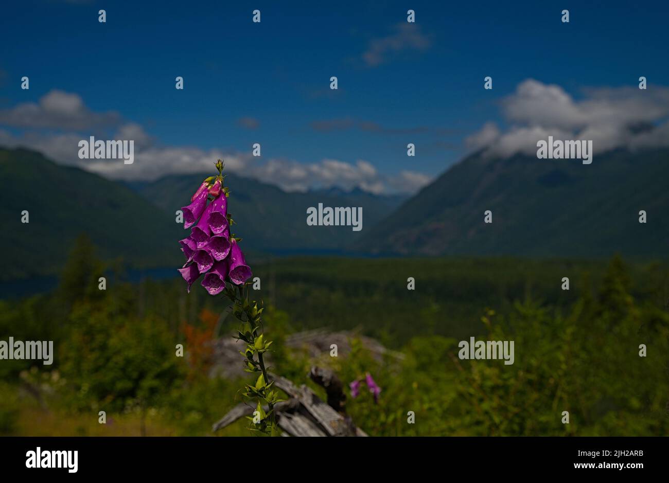 Foxglove sulle montagne olimpiche del lago Cushman Foto Stock