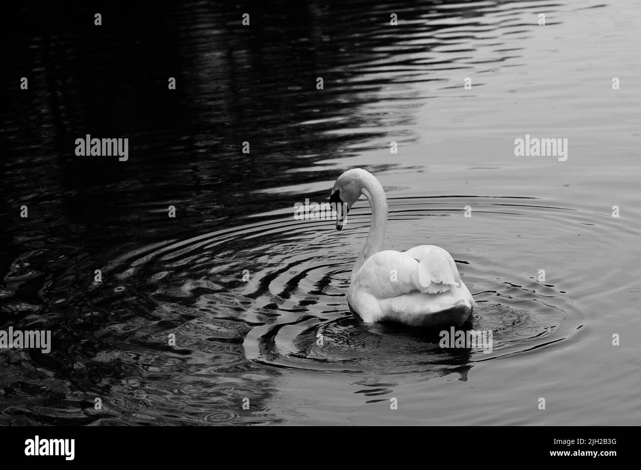 Foto in bianco e nero di un bellissimo ed elegante bagno in cigno per adulti sul lago Foto Stock