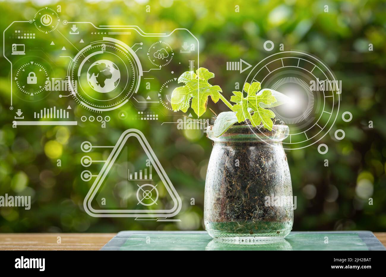 Coltura di tessuti vegetali in flaconi da laboratorio su sfondo sfocato verde per biotecnologie, ricerca e sviluppo Foto Stock