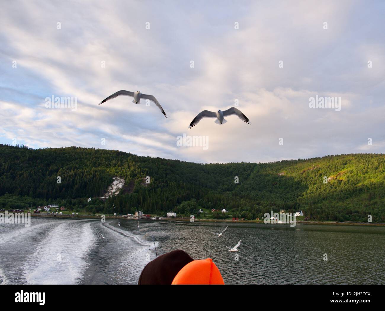 Gull flying seagull sea bird predator pescatore di pesce e frutti di mare del Nord Europa Norvegia Foto Stock