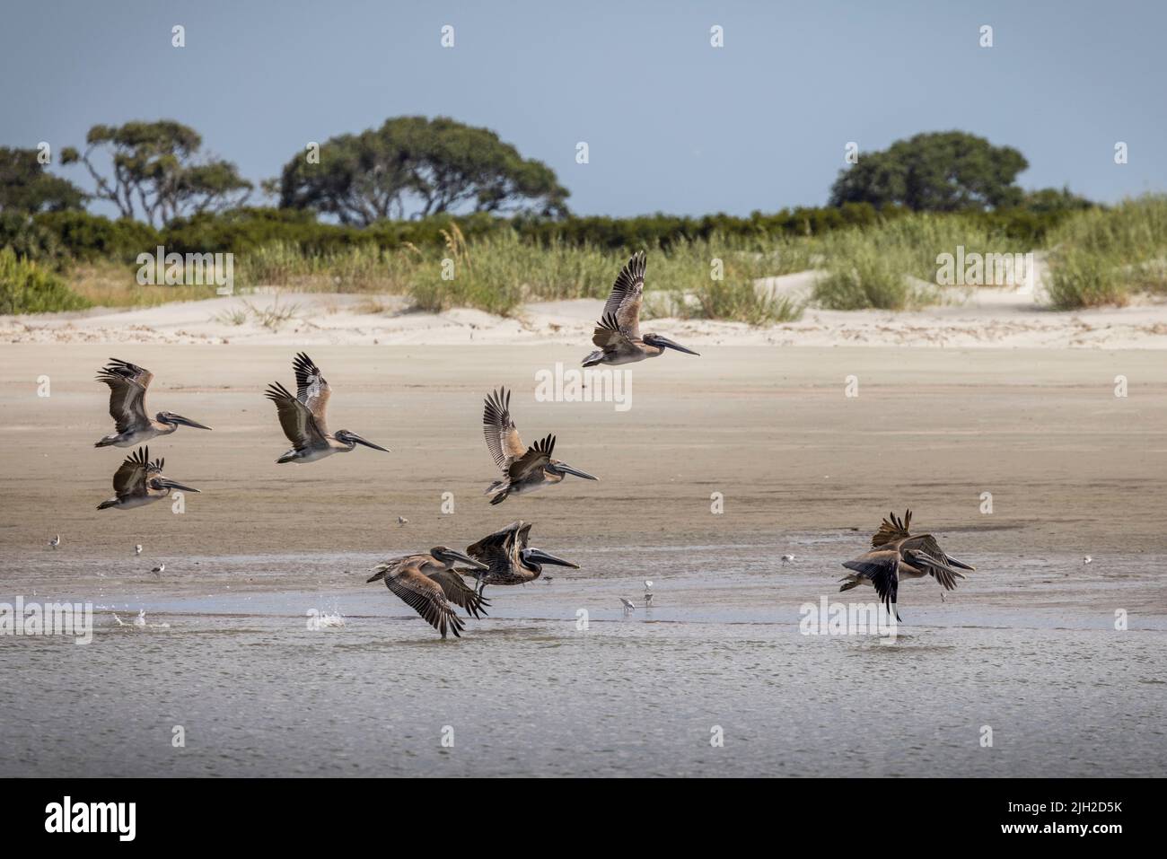 I pellicani della Brown orientale sulla costa vicino a Charleston, SC. Foto Stock