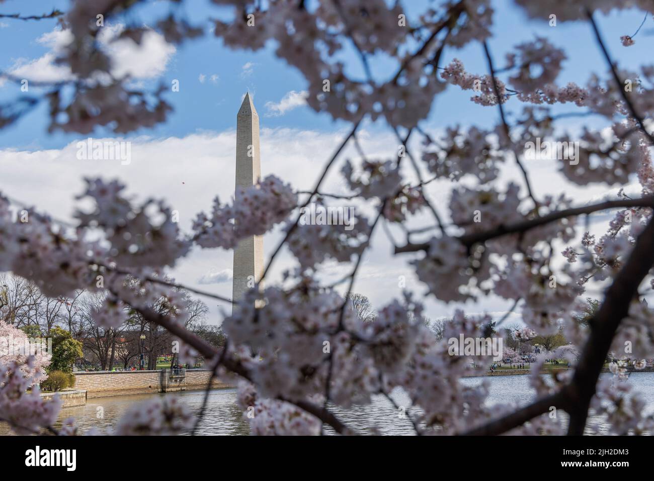 Primavera ciliegi fioriscono a Washington, DC. Foto Stock