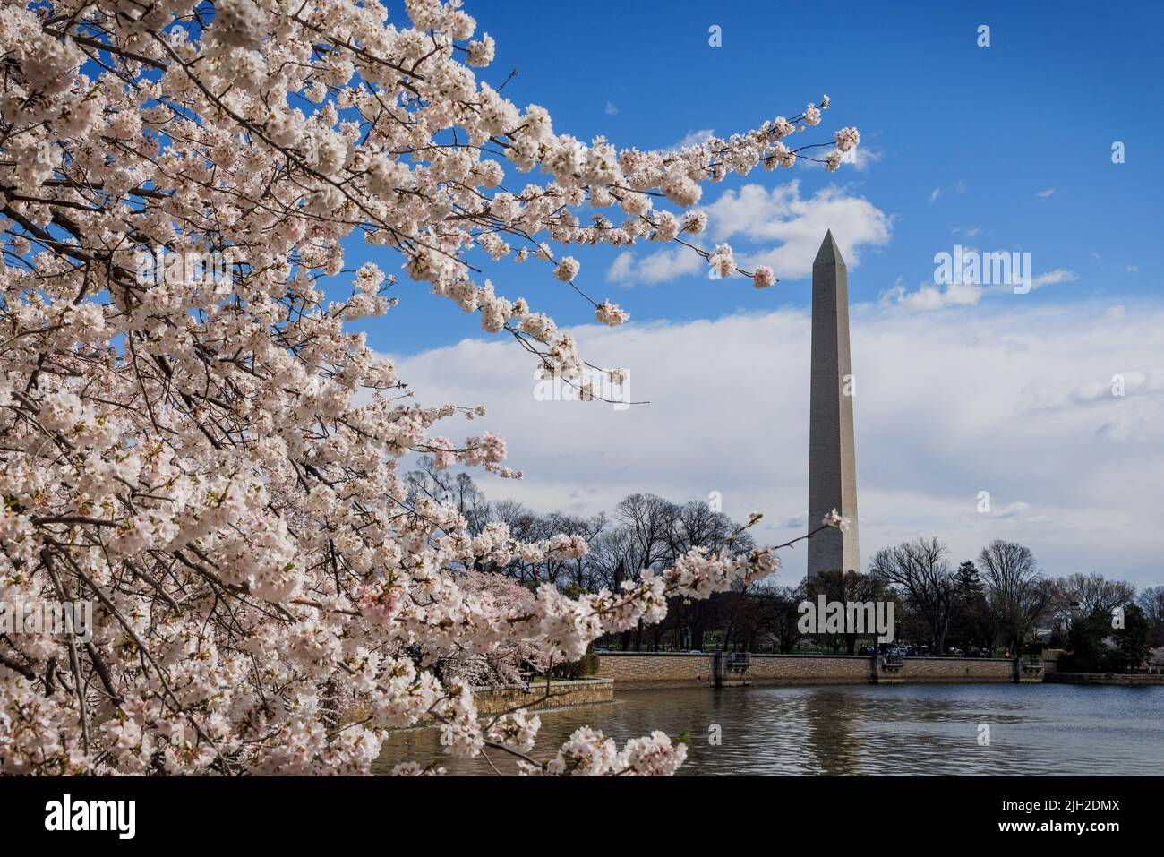 I ciliegi primaverili fioriscono lungo il Tidal Basin di Washington, DC. Foto Stock