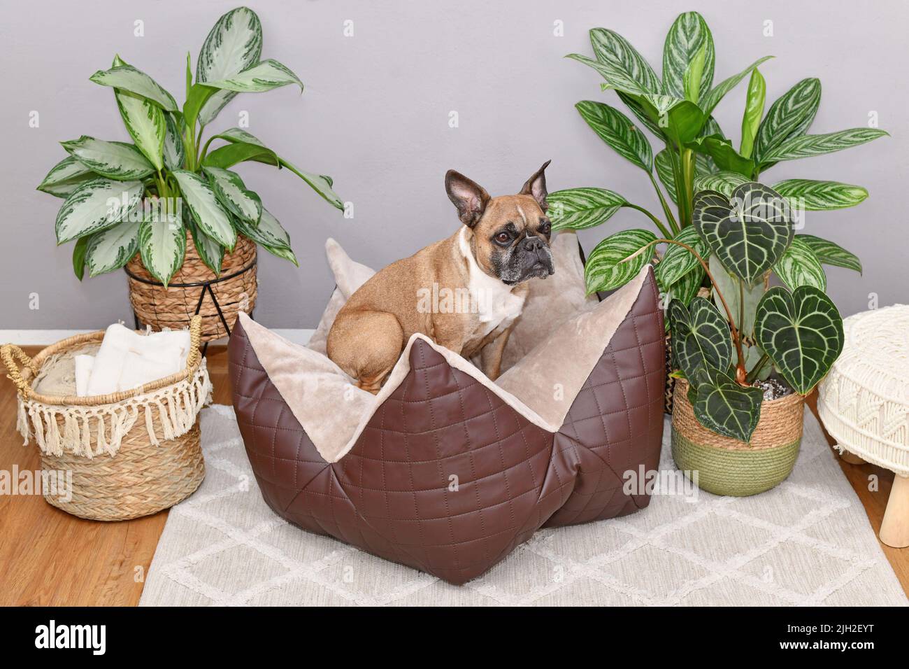 Bulldog francese seduto in un letto a forma di stella con cuscino per cani Foto Stock