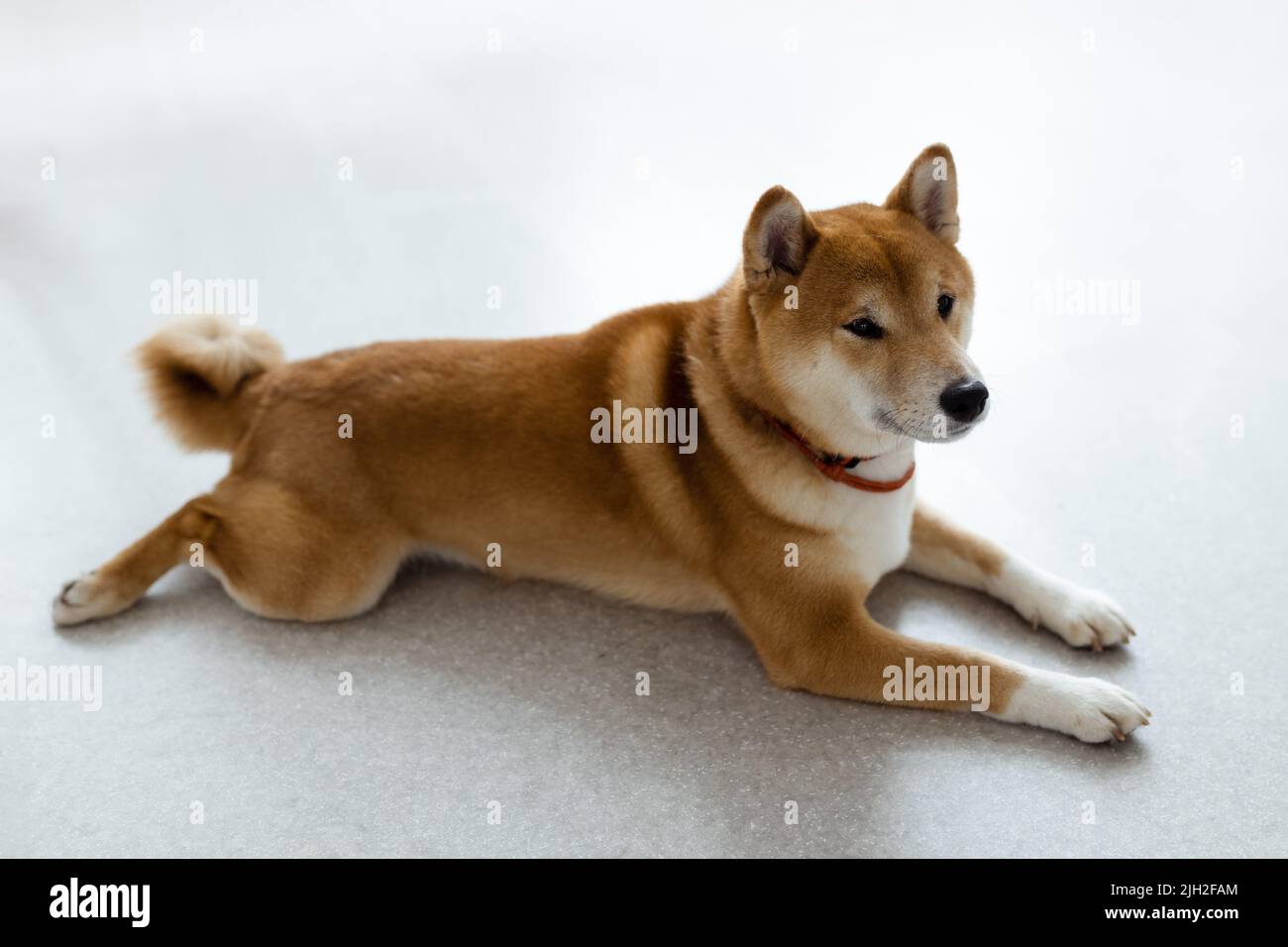 Shiba Inu cane femmina in camera. Rosso capelli giapponese cane 10 Monthes vecchio. Un felice animale domestico Foto Stock