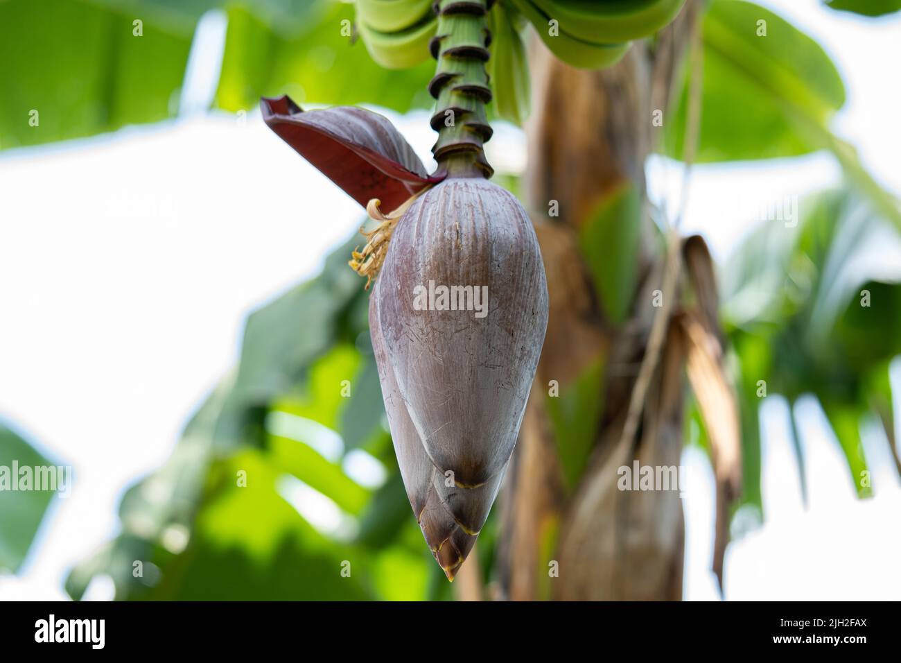 banana fiore con sfondo verde Foto Stock