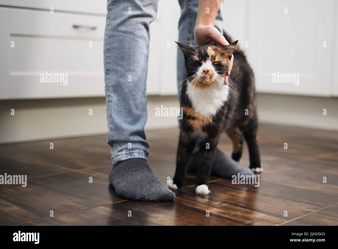 Vita domestica con animale domestico. Uomo che stroking il suo gatto mottled carino a casa Foto Stock