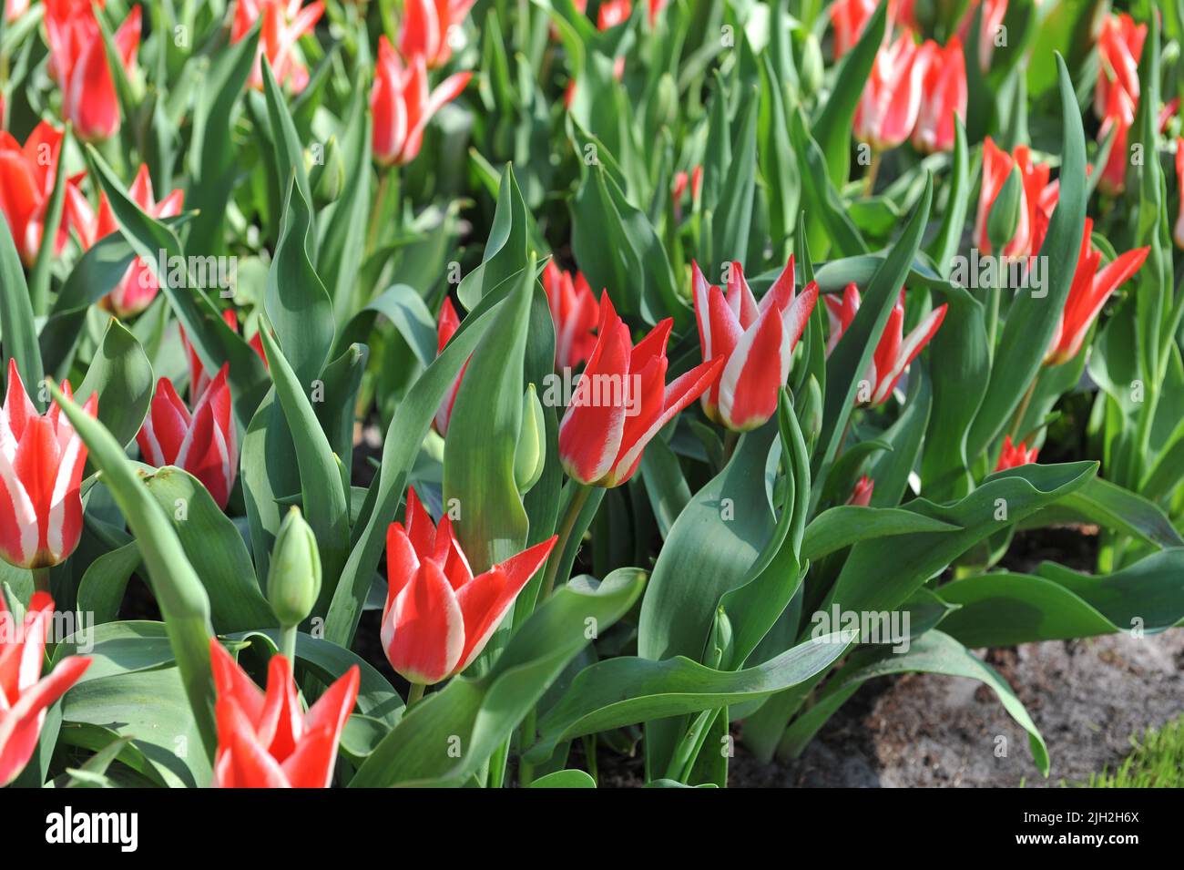 Tulipani Greigii rossi e bianchi (Tulipa) Pinocchio fiorisce in un giardino in aprile Foto Stock