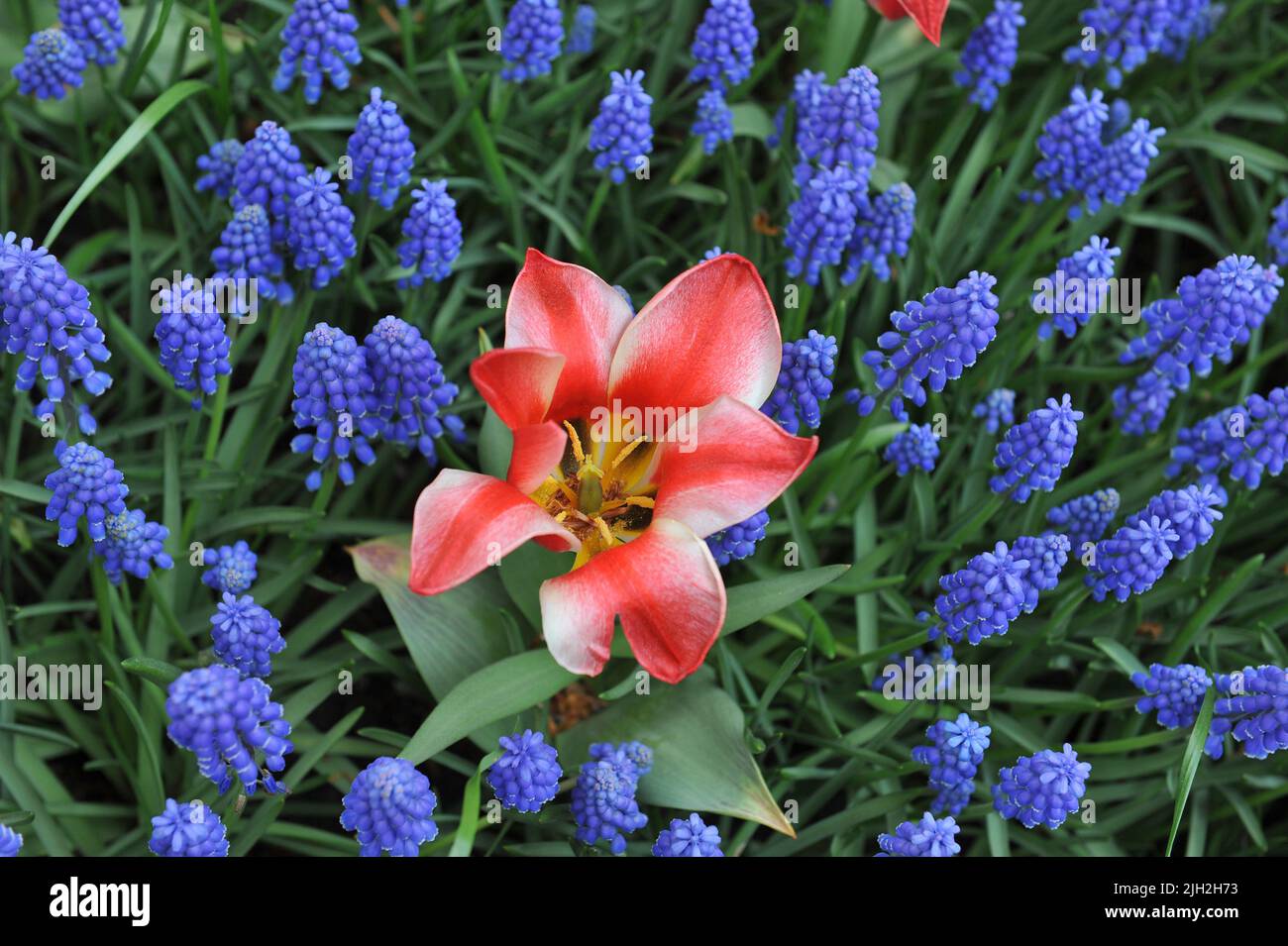 Tulipani rossi e bianchi Greigii (Tulipa) il Pinocchio e il giacinto di uva blu (Muscari armeniacum) fioriscono in un giardino in aprile Foto Stock