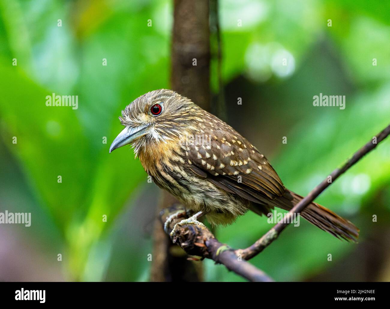 Uccello di puff a whisky bianco al Parco Nazionale di Cararra, Costa Rica Foto Stock