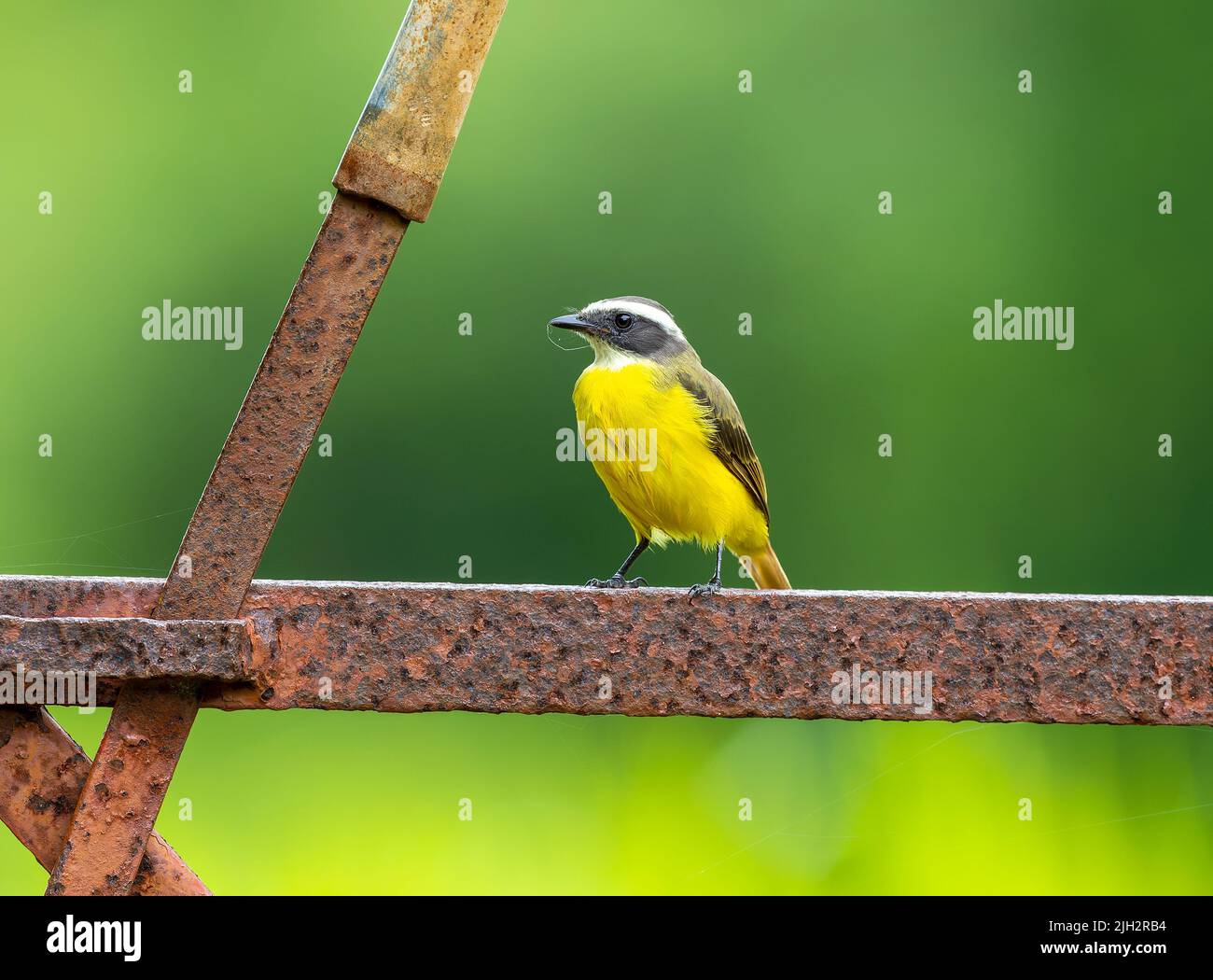 Il Flycatcher sociale arroccato sulla porta arrugginita in Costa Rica Foto Stock