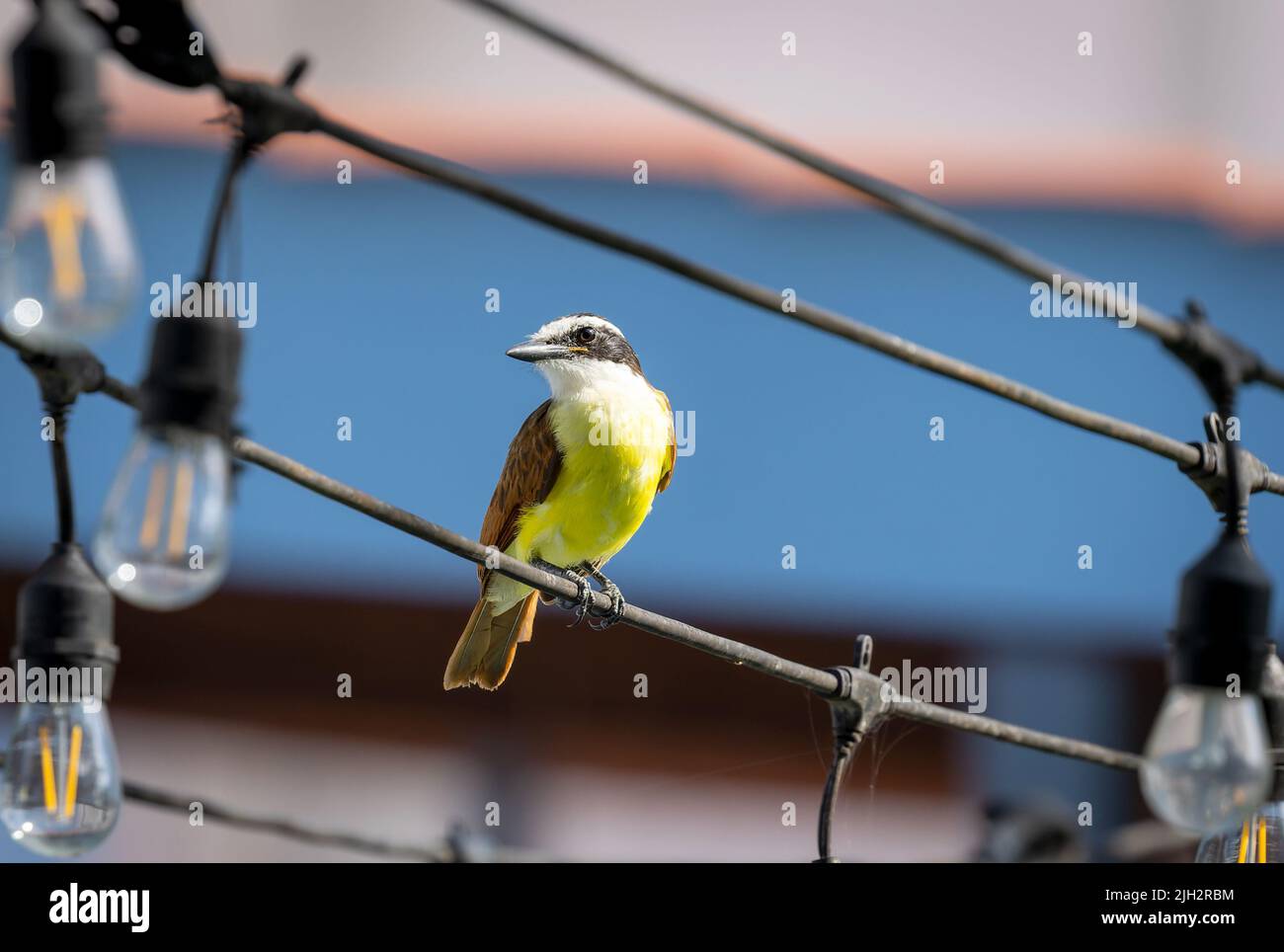 Grande Kiskadee arroccato su fili in Costa Rica Foto Stock