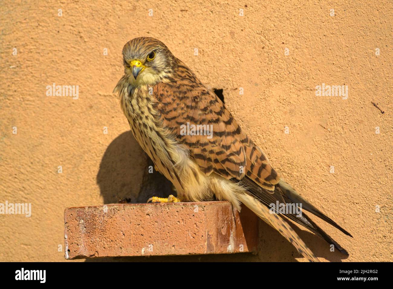 Gheppio minore (Falco naumanni) nelle terre aride della pianura di Lleida in primavera (Spagna settentrionale) (Lleida, Catalogna, Spagna) ESP: Cernícalo primilla Foto Stock