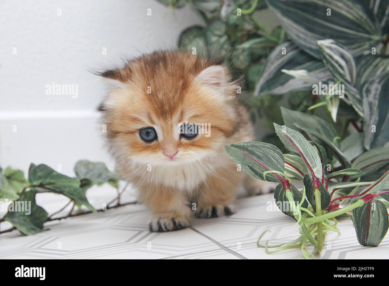 Gattino longhair britannico su sfondo bianco con foglie verdi. Highlander di chinchilla dorata. Carino gattino soffice . Gli animali domestici sono a casa propria. Vista dall'alto sul Web Foto Stock