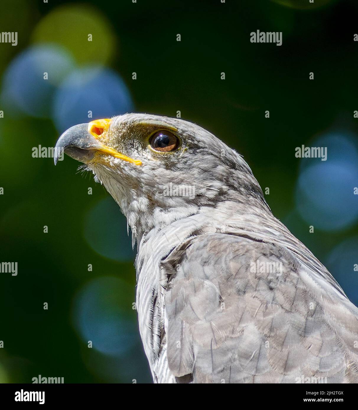 Appollaiato Hawk grigio in Costa Rica Foto Stock