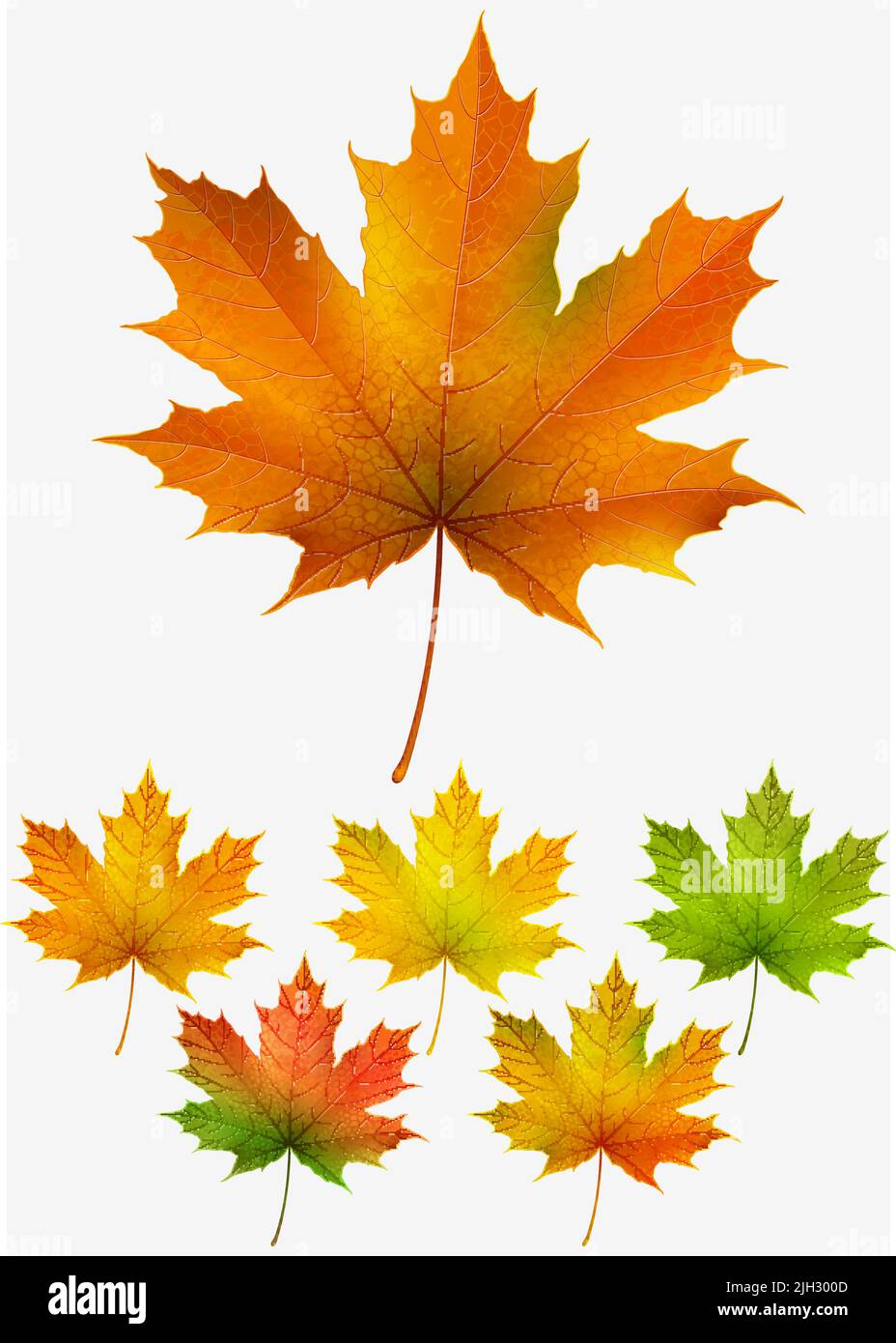 Collezione di foglie di acero autunnale colorate Illustrazione Vettoriale