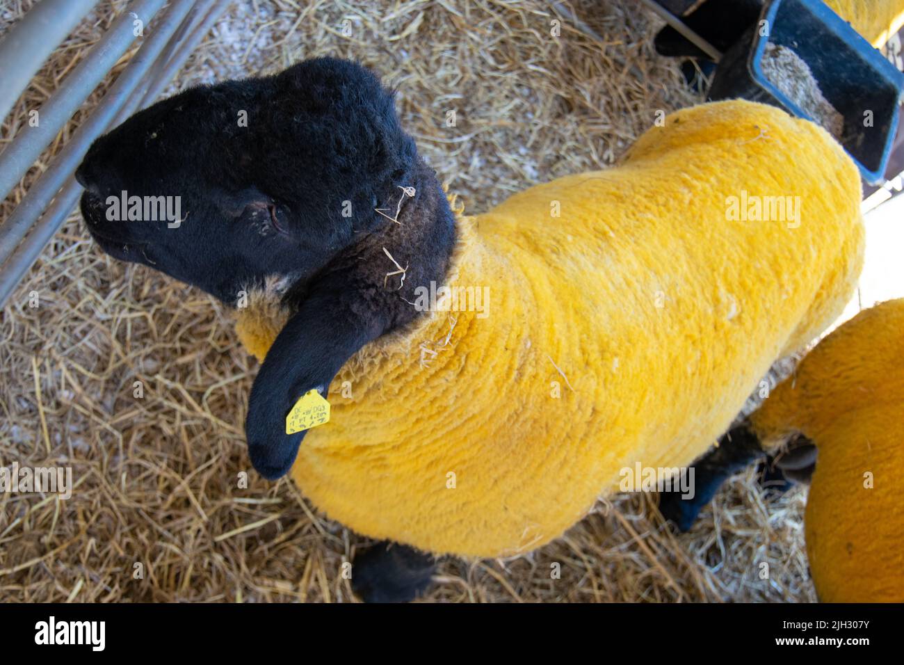 Suffolk pecora, risultato di cross-breeding quando Norfolk Horn pecore sono stati messi a migliorare Southdown monts. Mercato animale con animali vivi. Foto Stock