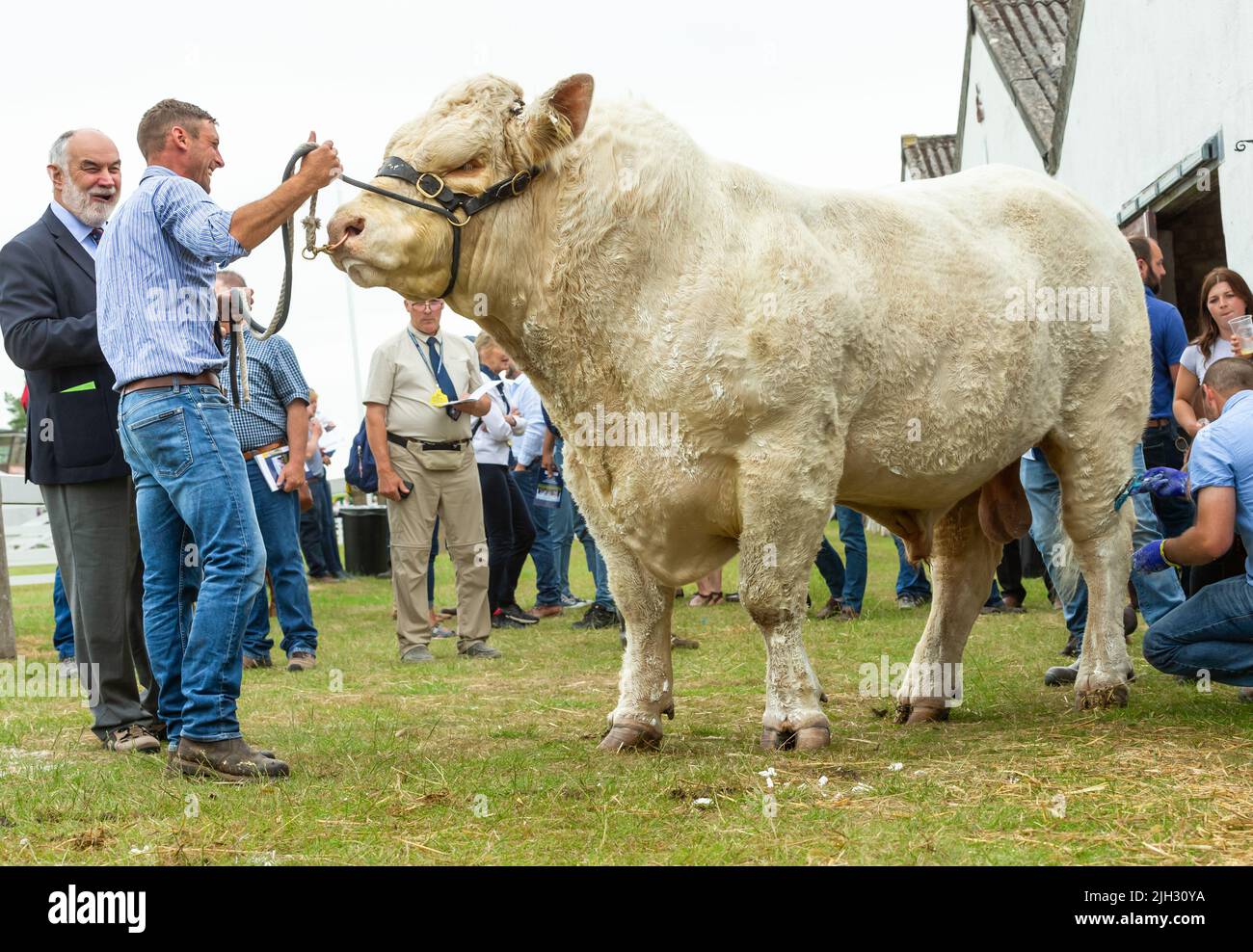 Great Yorkshire Show, Harrogate, UK, luglio 12 2022. Primo piano di un grande toro britannico Charolais in preparazione per lo spettacolo al Great Yorkshire Foto Stock