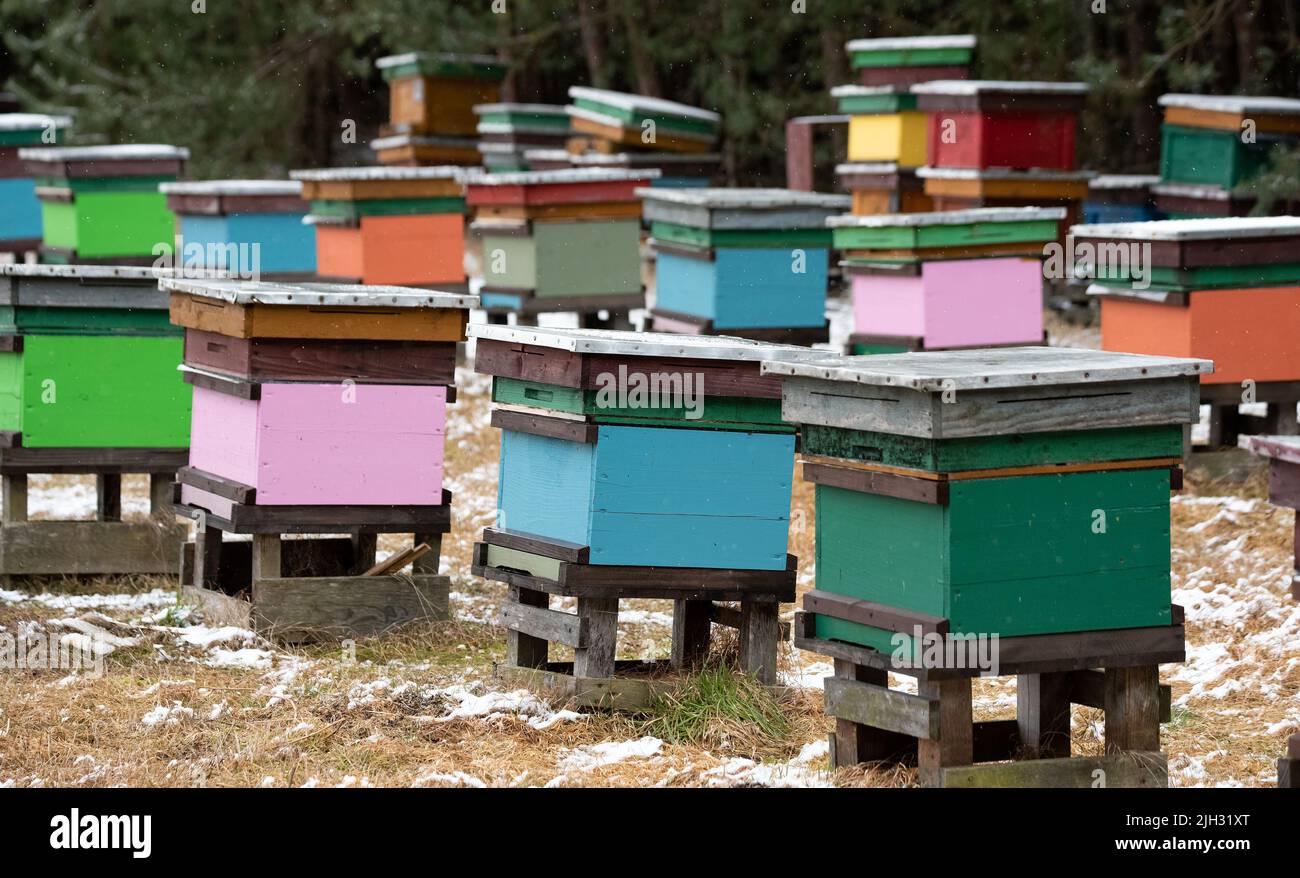 Apiario in inverno. Alveari colorati di api nel prato vicino alla foresta. Gelo e un sottile strato di neve. Foto Stock