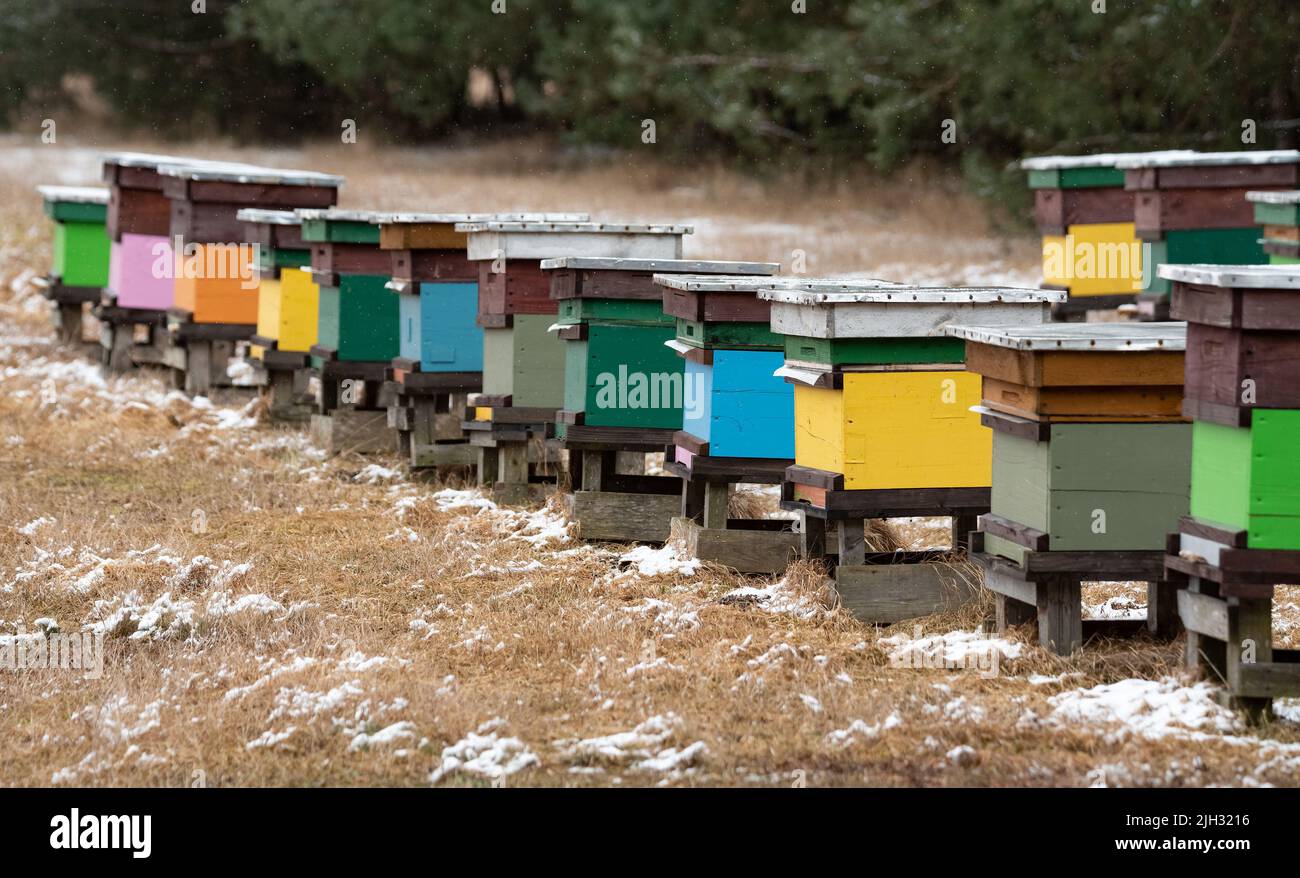 Apiario in inverno. Alveari colorati di api nel prato vicino alla foresta. Gelo e un sottile strato di neve. Foto Stock