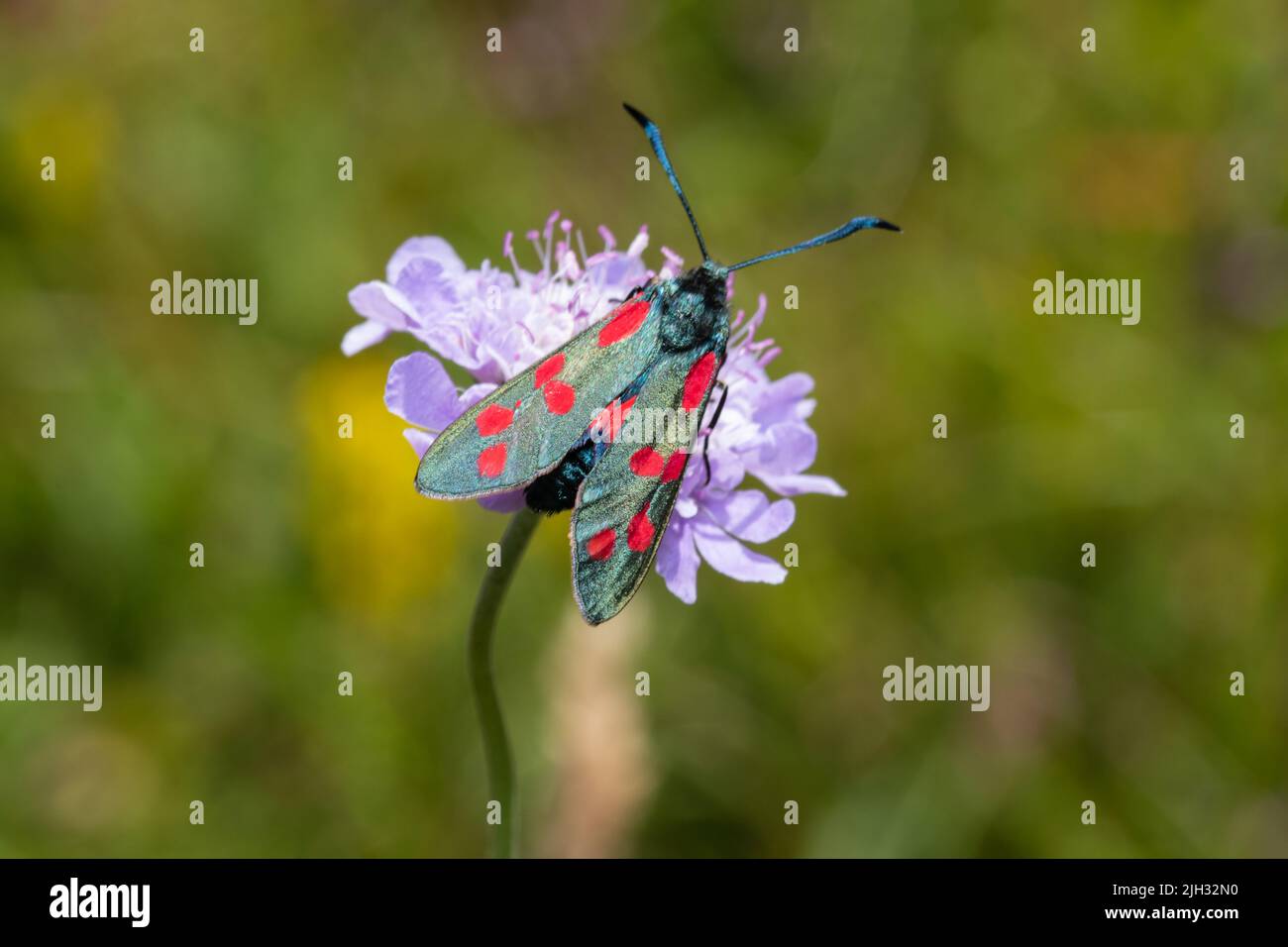 Una falce burnett a sei punti, Zygaena filipendulae, che si alimenta su un fiore di campo scabious, Knautia arvensis. Foto Stock