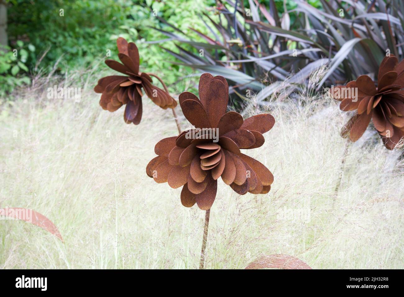 Falsi fiori di colore marrone a Montalto Estate Ballynahinch Foto Stock