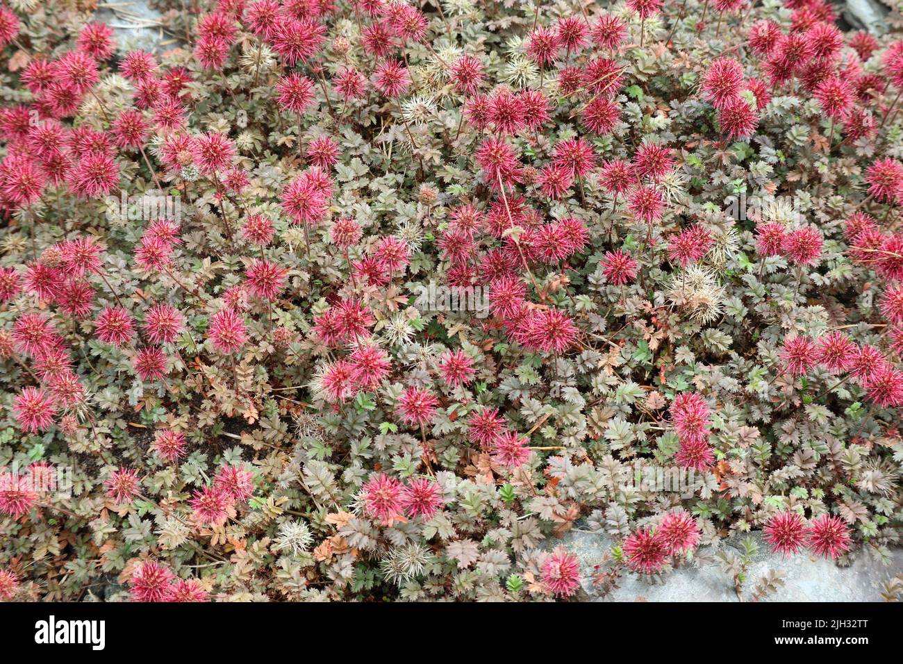 Fiori rossi a Montalto Estate, Ballynahinch Foto Stock