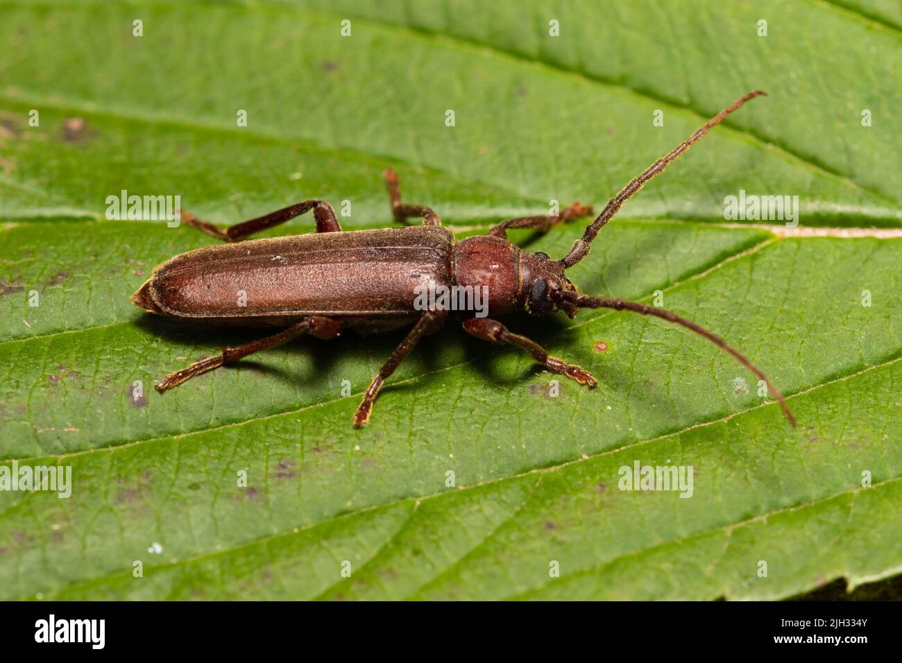 Arhopalus rusticus, talvolta chiamato dusky longhorn beetle, è un membro della famiglia Cerambycidae. Foto Stock