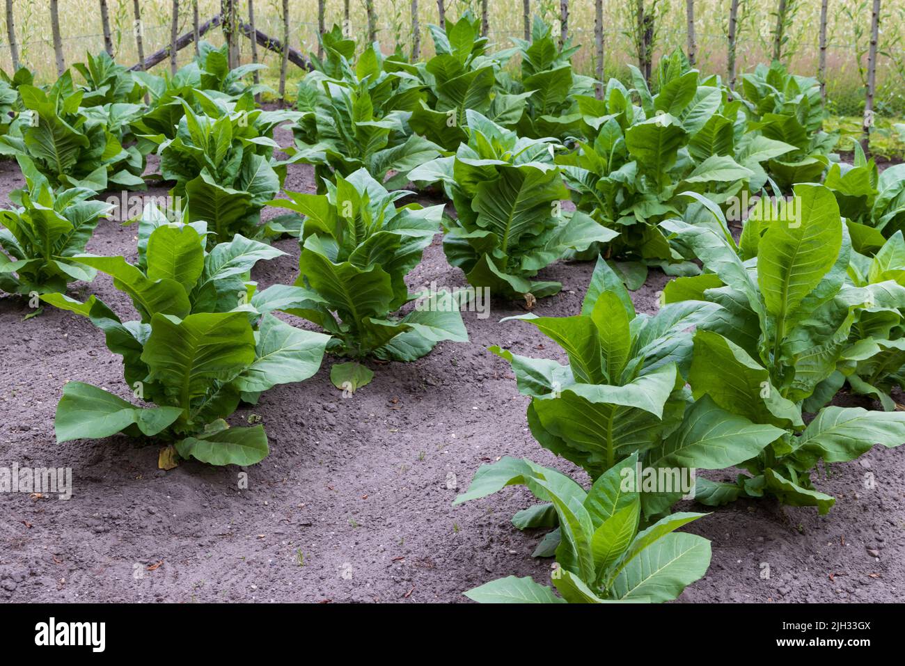 Campo di tabacco con piante fresche di nicotiana verde che coltivano foglie di sigari in Amerongen nei Paesi Bassi, rinascita di una vecchia tradizione agricola Foto Stock