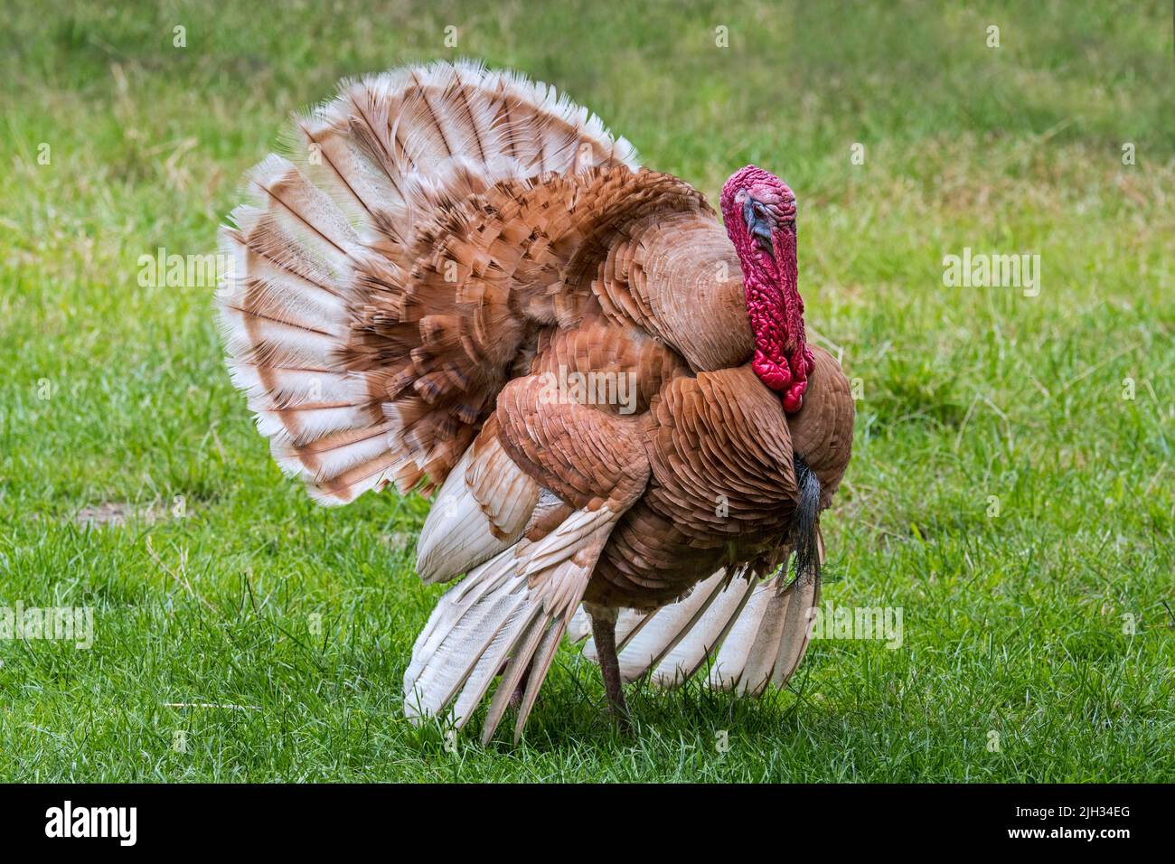 Rouge des Ardennes / Ardenne Red Turkey / Red Ardennes turkey maschio / tom / gobbler, la razza più popolare della turchia nazionale in Francia Foto Stock