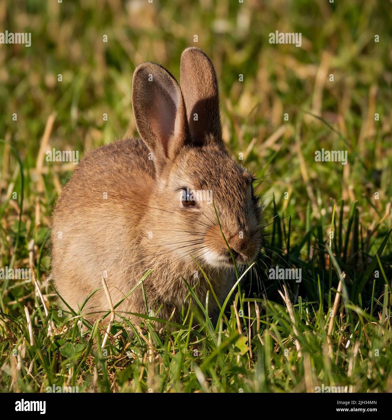 un bambino lepre, leverett, munghe su erba in un campo di agricoltori Foto Stock