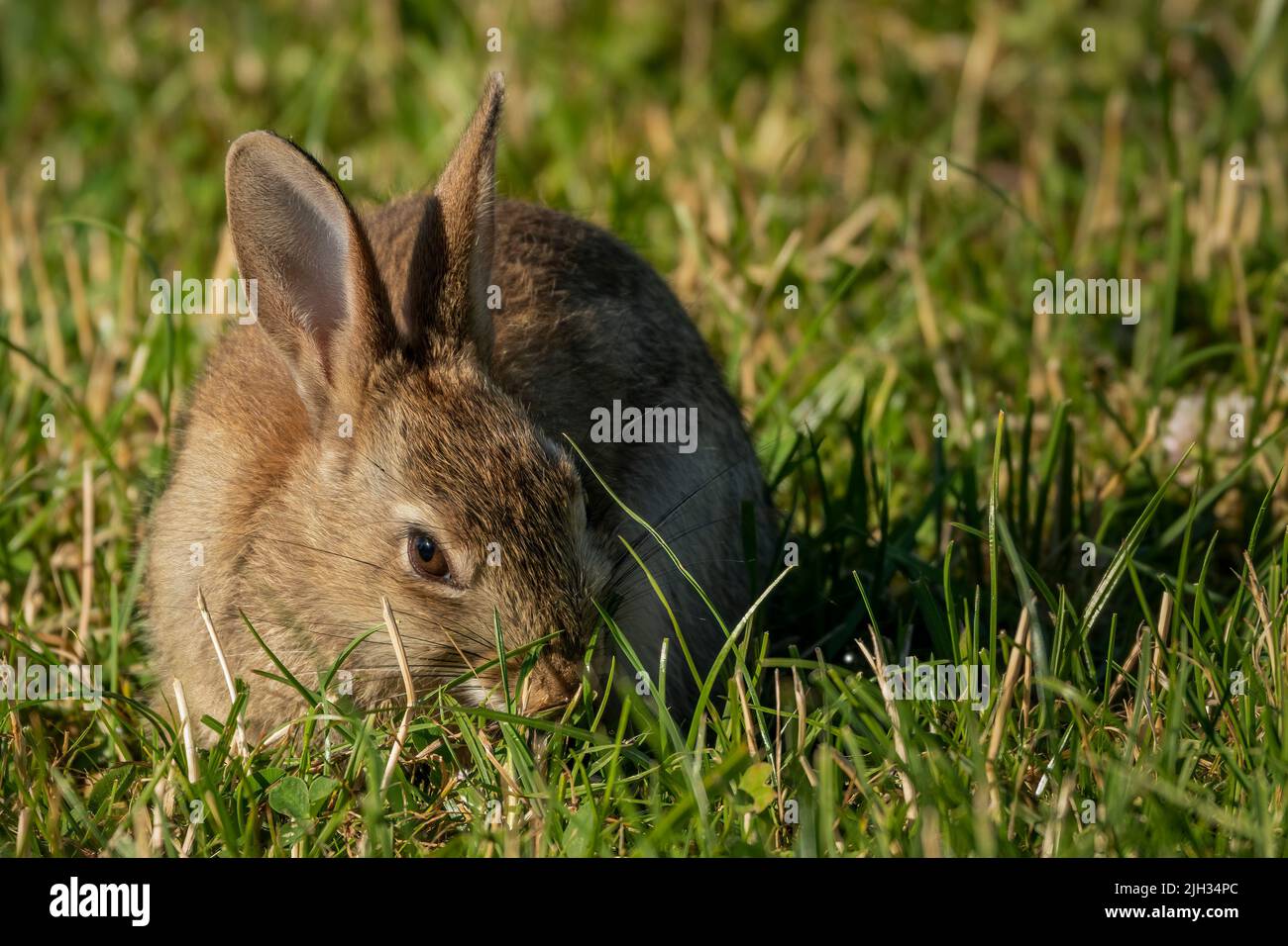 un bambino lepre, leverett, munghe su erba in un campo di agricoltori Foto Stock