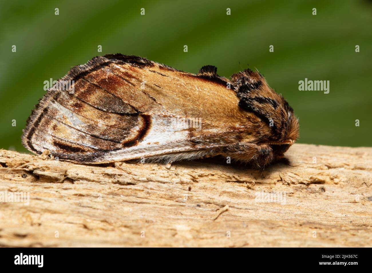 Notodonta ziczac, la falena prominente di ciottoli, poggiata su un tronco marcio. Foto Stock