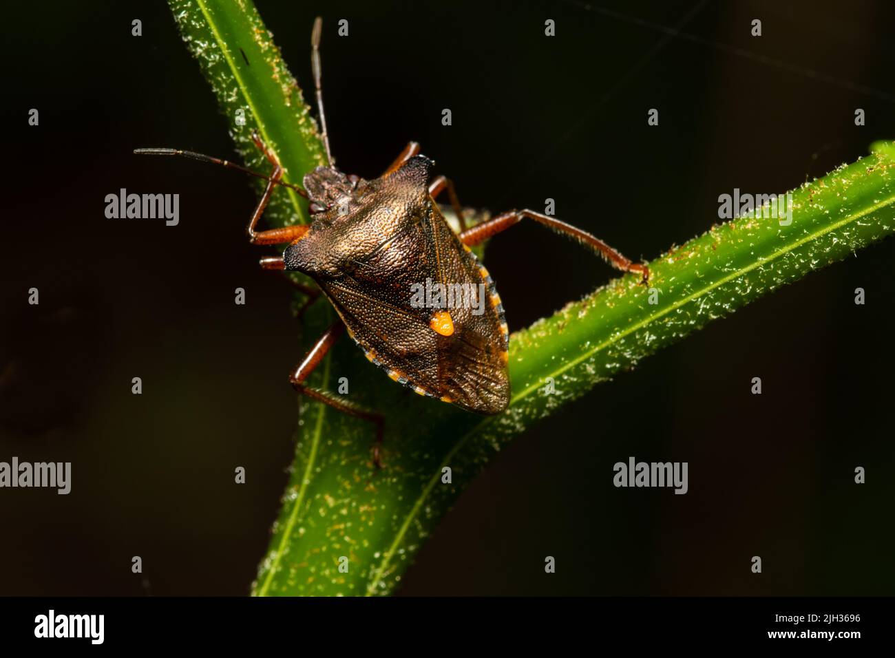 Rufipes di Pentatoma, più comunemente conosciuto come l'insetto della foresta o lo schermo a zampe rosse, che si appollaiano su un gambo della pianta. Foto Stock
